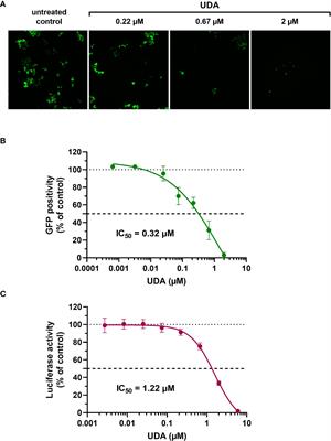 Carbohydrate-binding protein from stinging nettle as fusion inhibitor for SARS-CoV-2 variants of concern